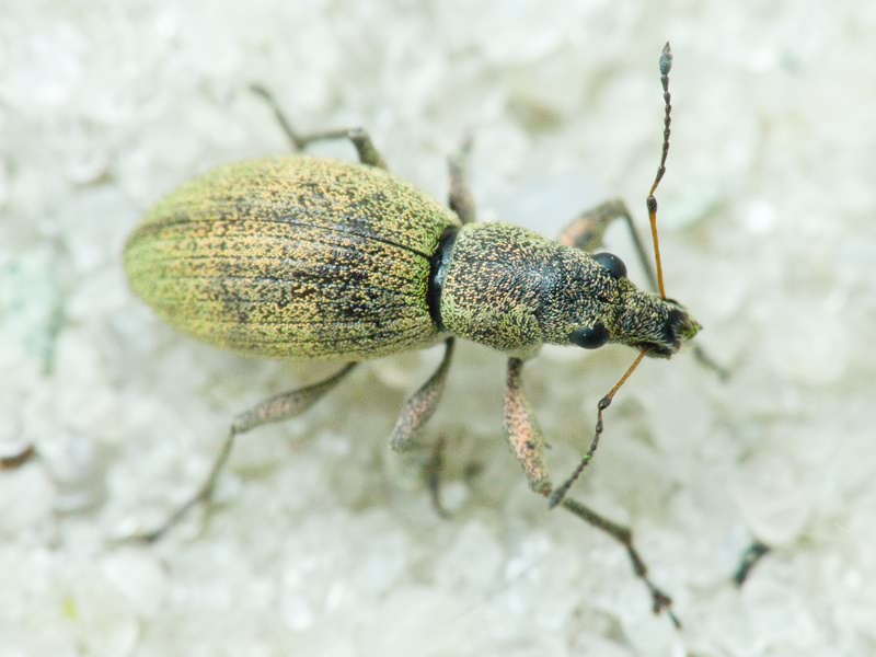 Eusomus ovulum Germar, 1824